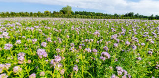 Akademia poprawy żyzności gleby. Poplony – niedocenione możliwości
