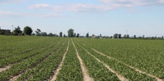 Nawożenie buraczków ćwikłowych