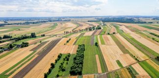 Skutki suszy to nie tylko deficyt wody potrzebnej roślinom
