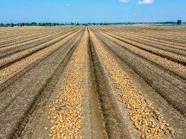 Jakie czynniki decydują o dobrym plonowaniu cebuli