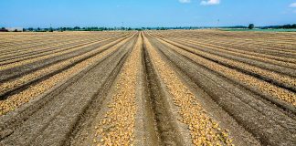 Jakie czynniki decydują o dobrym plonowaniu cebuli