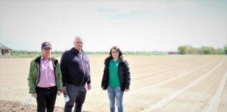 Cebula uprawiana z pasją, cz. II 85 t/ha jest możliwe