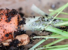 Rok 2020 rokiem szkodników w uprawie warzyw. Cz. II – Skuteczne zwalczanie