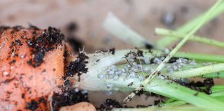 Rok 2020 rokiem szkodników w uprawie warzyw. Cz. II –  Skuteczne zwalczanie