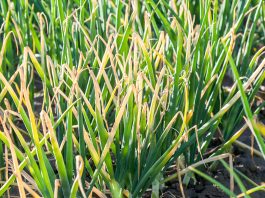 Najważniejsze choroby cebuli i ich zwalczanie choroby cebuli | warzywapolowe