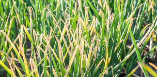 Najważniejsze choroby cebuli i ich zwalczanie choroby cebuli | warzywapolowe