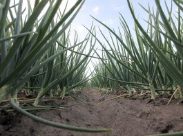 Mankozeb i aż 55 preparatów będzie wycofane z użytkowania