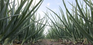 Mankozeb i aż 55 preparatów będzie wycofane z użytkowania