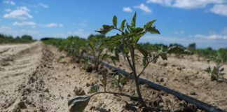 Nawożenie pomidorów gruntowych. Jak uzyskać najlepsze efekty? FILM