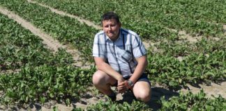 Kondycja plantacji warzyw polowych na Kujawach w połowie czerwca