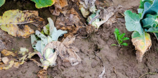 Kiła kapusty – występowanie, zapobieganie, ochrona