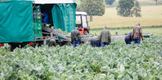Ważne rozmowy – udana produkcja warzyw ale nie dla wszystkich. CZ. I