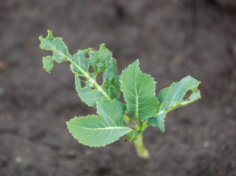 Ważna informacja w sprawie zwalczania tantnisia krzyżowiaczka