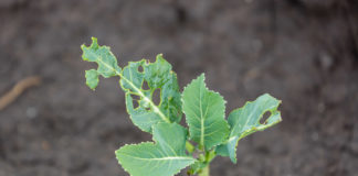 Ważna informacja w sprawie zwalczania tantnisia krzyżowiaczka