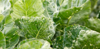 Tantniś krzyżowiaczek – lustracja plantacji