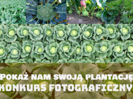 Pokaż nam swoją plantację. Konkurs z nagrodami