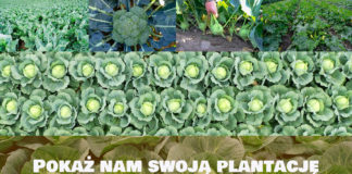 Pokaż nam swoją plantację. Konkurs z nagrodami