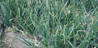 Mankozeb można stosować do stycznia 2022 roku