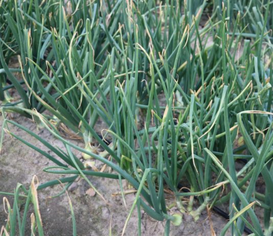 Mankozeb można stosować do stycznia 2022 roku