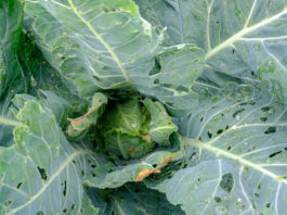 Tantniś, bielinki i inne gąsienice – nowe możliwości zwalczania