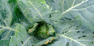 Tantniś, bielinki i inne gąsienice – nowe możliwości zwalczania