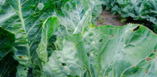 Rewolucja w zwalczaniu szkodliwych gąsienic 27 gatunków warzyw