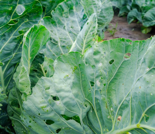 Rewolucja w zwalczaniu szkodliwych gąsienic 27 gatunków warzyw