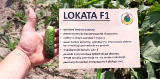 Przegląd odmian ogórka gruntowego ogórki późne odmiany