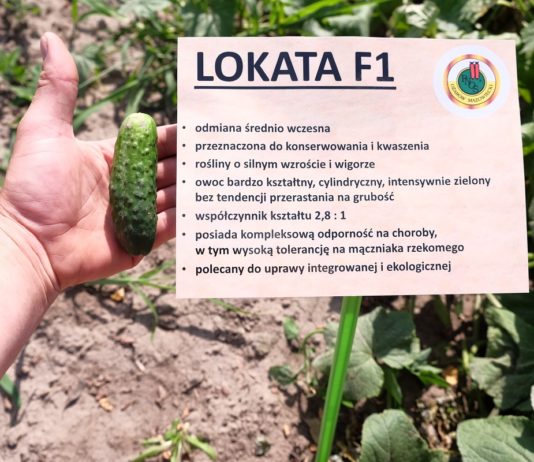 Przegląd odmian ogórka gruntowego ogórki późne odmiany