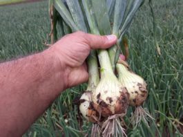 Czego plantatorzy cebuli mogą oczekiwać w obecnym sezonie