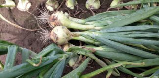Plantacje cebuli pod koniec lipca. Presja chorób i ich zwalczanie