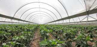 Wciornastki w uprawie papryki – monitoring i kontrola