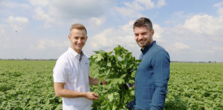 Ochrona ziemniaków w warunkach deszczowej pogody