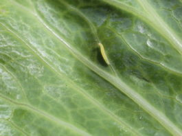 Gąsienice motyli wymagają zwalczania w uprawach warzywniczych zielona gąsienica jaki motyl