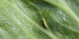 Gąsienice motyli wymagają zwalczania w uprawach warzywniczych zielona gąsienica jaki motyl