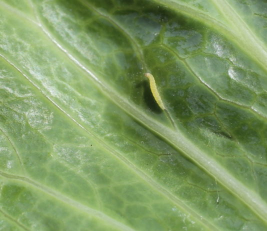 Gąsienice motyli wymagają zwalczania w uprawach warzywniczych zielona gąsienica jaki motyl