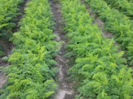 Zakaz stosowania tiofanatu metylu już w 2021 roku