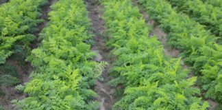 Zakaz stosowania tiofanatu metylu już w 2021 roku