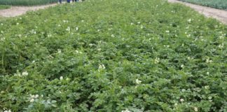 Ziemniak – zaraza i alternarioza – jak sobie poradzić? alternarioza ziemniaka