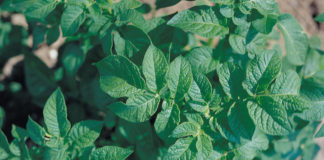 Rewolucyjny środek grzybobójczy Zorvec™ Endavia™ przeciwko zarazie ziemniaka i mączniakowi rzekomemu cebuli został zarejestrowany w Polsce