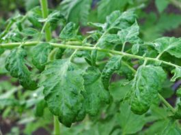 Tomato Mottle Mosaic Virus – zagrożeniem dla plantacji pomidorów, papryki i oberżyny w Polsce