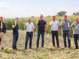 Słodkie i supersłodkie odmiany kukurydzy na polowej prezentacji Syngenta