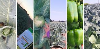 Konkurs „pokaż nam swoją plantację”. WYNIKI