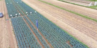 15 odmian pora w Złotnikach