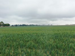 Dwie odmiany cebuli na 50 ha