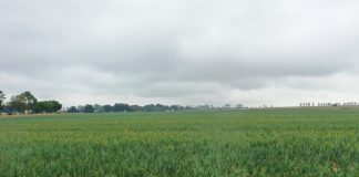 Dwie odmiany cebuli na 50 ha