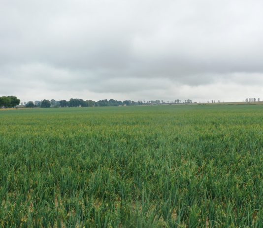 Dwie odmiany cebuli na 50 ha