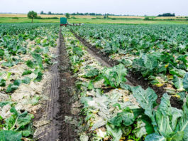 Coraz mniej kalafiorów na Zamojszczyźnie. Szukamy odpowiedzi, dlaczego?