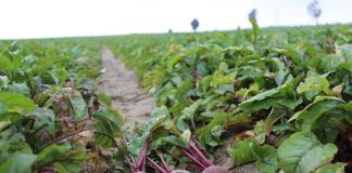 Buraczek ćwikłowy jak wyścigówka