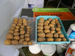 Ziemniaki w technologii Don’t Stop Grow Dont Stop Grow